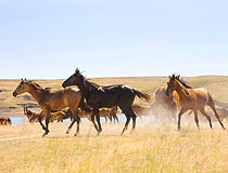 Kazakhstan horses view