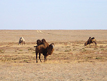Kazakhstan camels scenery