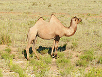 Dzhambul oblast camel