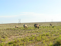 Dzhambul region landscape