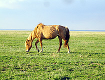 Karaganda oblast horse view