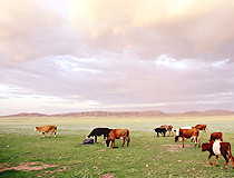 Kazakhstan agriculture cows