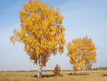 Kostanay region scenery