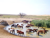 Kazakhstan horses in oasis