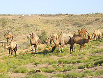 Kazakhstan camels view