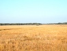North Kazakhstan oblast field view