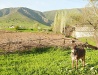 Turkistan oblast nature