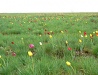 West Kazakhstan oblast scenery