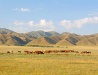 Zhambyl oblast horses